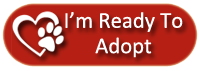 Dashing Dog Rescue Adoption Application